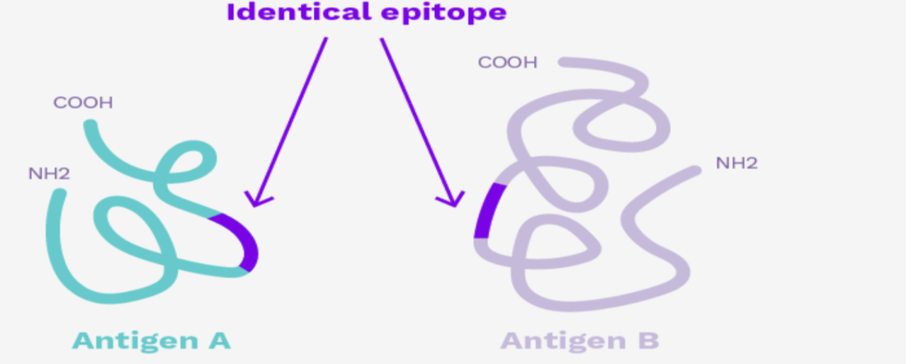 Identical epitope